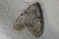 Meganola strigula
