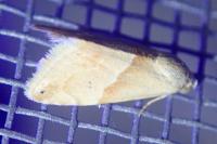 Eublemma parva