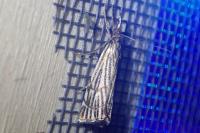 Chrysocramboides craterellus