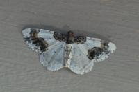 Ligdia adustata