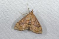 Anania verbascalis