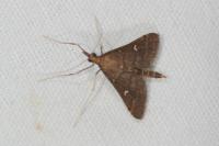 Dolicharthria punctalis