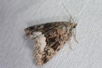 Deltote pygarga