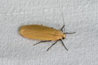 Wittia sororcula