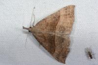 Hypena proboscidalis