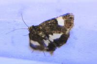 Tyta luctuosa