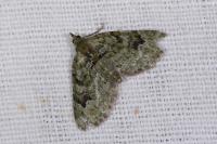 Chloroclystis v-ata