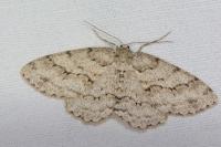 Ectropis crepuscularia