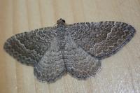Cataclysme riguata