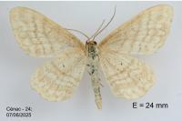 Idaea macilentaria
