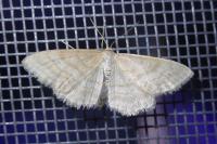 Idaea macilentaria