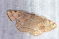 Stegania trimaculata