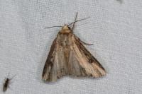Axylia putris