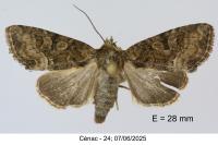 Oligia versicolor