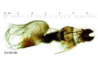 Oligia versicolor