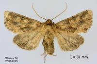 Conisania luteago olbiena