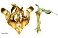 Conisania luteago olbiena