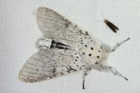 Cerura erminea
