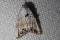 Nola infantula