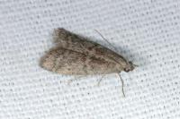 Ephestia woodiella