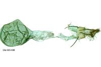 Ephestia woodiella