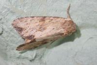 Apamea sublustris