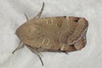 Noctua orbona