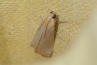Eurhodope cirrigerella