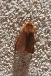 Phragmatobia fuliginosa