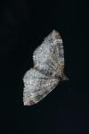 Xanthorhoe spadicearia/ferrugata