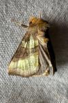 Diachrysia chrysitis