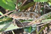 Nomophila noctuella