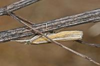 Agriphila tristella