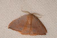 Watsonalla uncinula