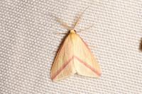 Rhodometra sacraria
