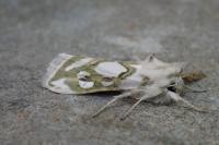 Cucullia argentea