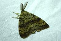 Lymantria dispar