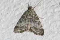 Evergestis sophialis