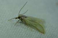 Acentria ephemerella