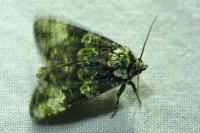 Craniophora ligustri