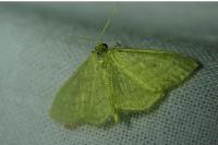 Idaea subsericeata
