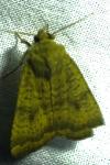 Noctua interjecta