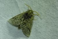 Thaumetopoea processionea