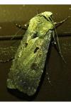 Agrotis exclamationis exclamationis