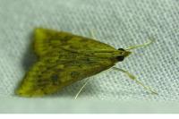 Udea ferrugalis