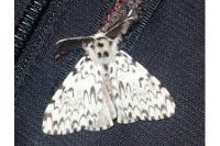 Lymantria monacha