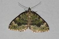 Colostygia aptata