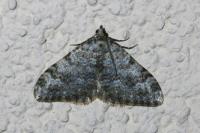Coenotephria