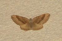 Scotopteryx chenopodiata