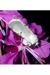 Chersotis margaritacea margaritacea